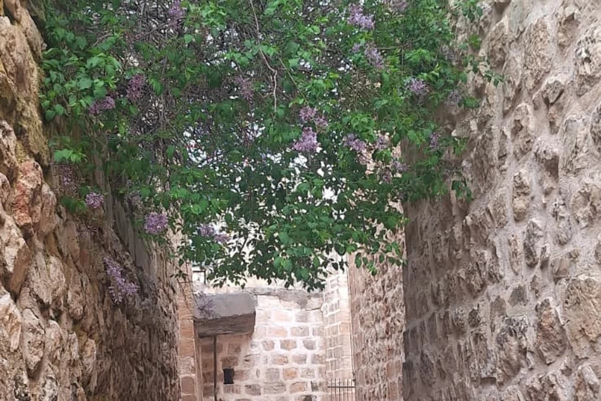 Gündüz Mardin'in dar taş sokağında çiçek açmış mor leylak ağacı